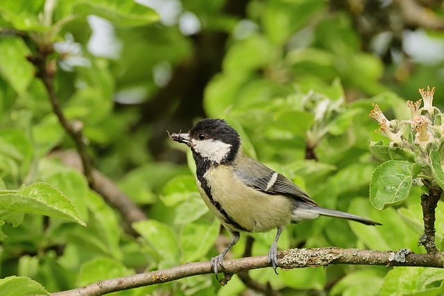 Free download bird great tit tit feed spring free picture to be edited with GIMP free online image editor