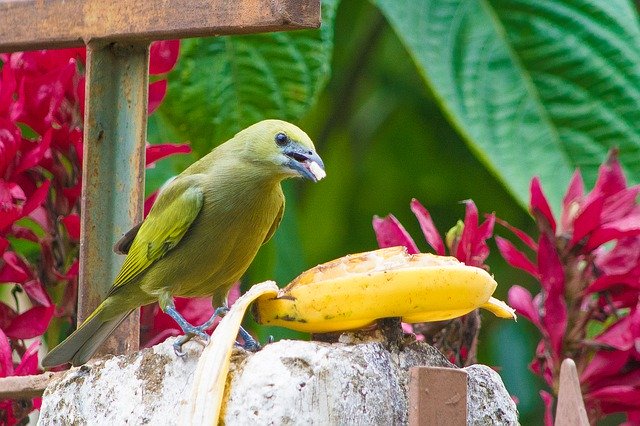 Unduh gratis Bird Green Nature - foto atau gambar gratis untuk diedit dengan editor gambar online GIMP