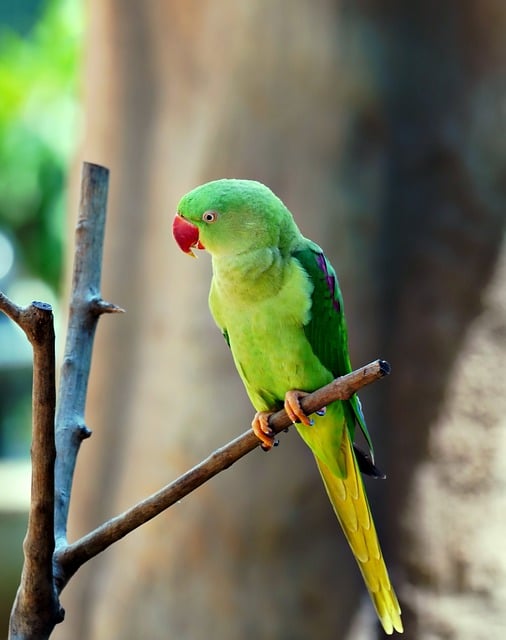 Free download bird green parakeet parakeet free picture to be edited with GIMP free online image editor