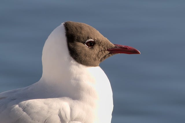 Free download bird grey headed gull seagull free picture to be edited with GIMP free online image editor