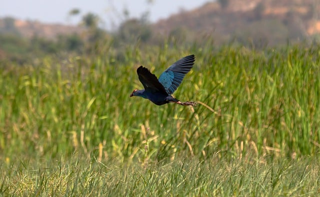 Free download bird grey headed swamphen free picture to be edited with GIMP free online image editor