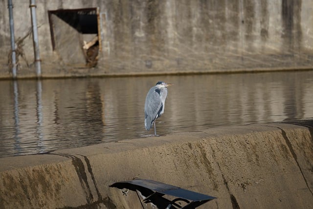 Free download bird grey heron ornithology species free picture to be edited with GIMP free online image editor