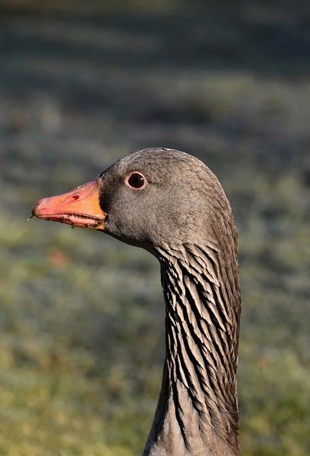 Free download bird greylag goose goose water bird free picture to be edited with GIMP free online image editor