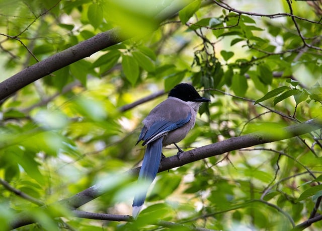 Free download bird grey magpie ornithology free picture to be edited with GIMP free online image editor