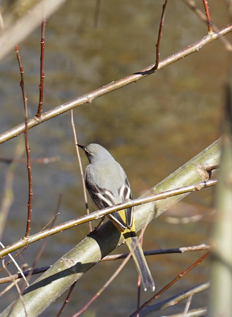 Free download bird grey wagtail ornithology free picture to be edited with GIMP free online image editor