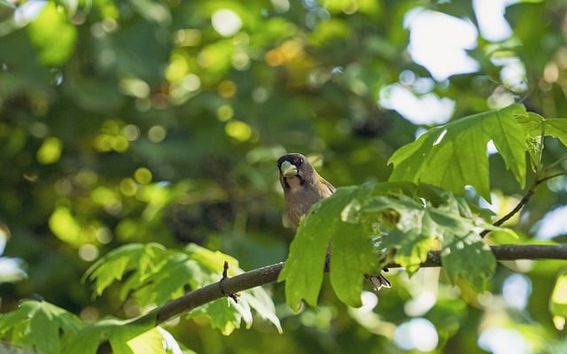 Free download bird grosbeak branch tree peering free picture to be edited with GIMP free online image editor
