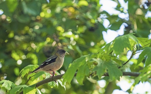 Free download bird grosbeak evening branch tree free picture to be edited with GIMP free online image editor