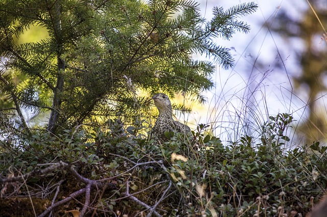 Free download bird grouse hunting hide hiding free picture to be edited with GIMP free online image editor
