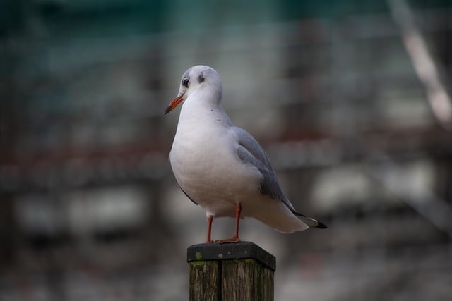 Free download bird gull black headed gull free picture to be edited with GIMP free online image editor
