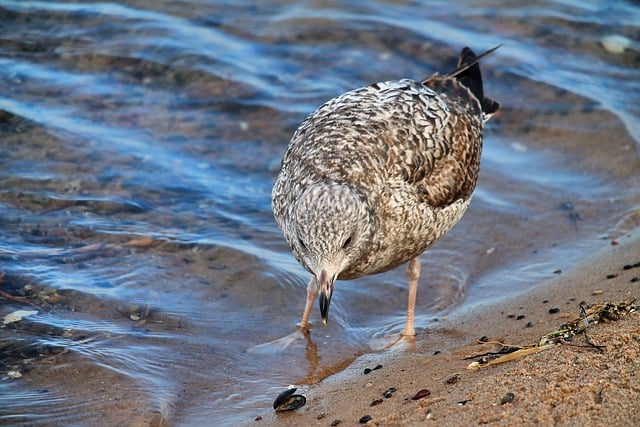 Free download bird gull nature water animal free picture to be edited with GIMP free online image editor