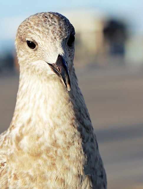 Free download bird gull ornithology species free picture to be edited with GIMP free online image editor