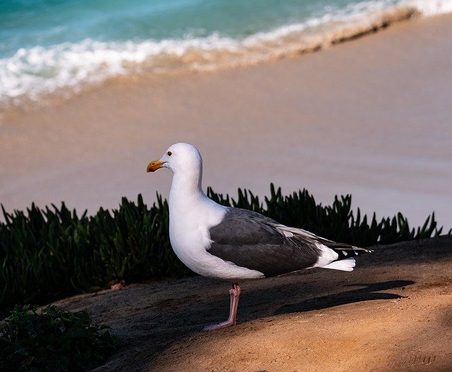 Free download Bird Gull Peace Standing -  free photo or picture to be edited with GIMP online image editor