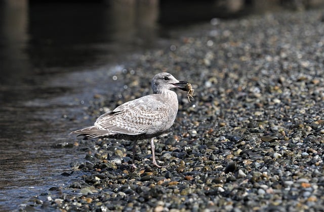 Free download bird gull seagull nature wildlife free picture to be edited with GIMP free online image editor