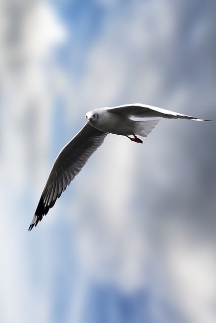Free download bird gull species fauna avian free picture to be edited with GIMP free online image editor