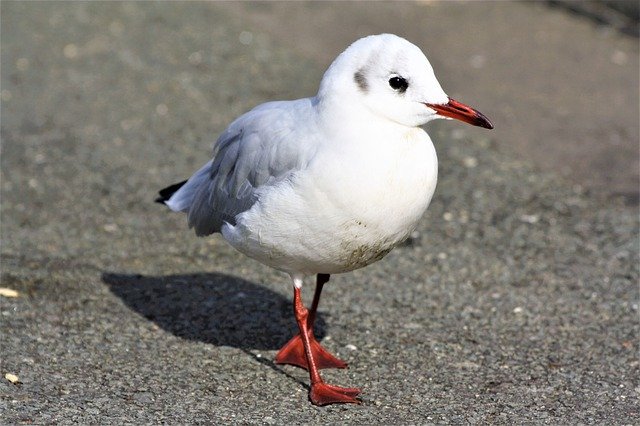 Téléchargement gratuit d'une image gratuite de mouette d'oiseau hh hamburgensien à modifier avec l'éditeur d'images en ligne gratuit GIMP