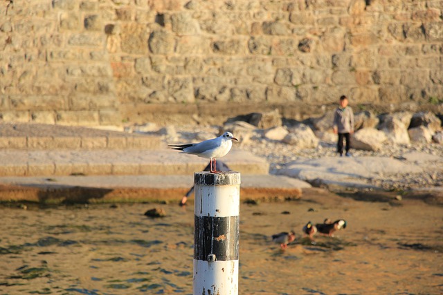 Free download bird gull wildlife wild animal free picture to be edited with GIMP free online image editor