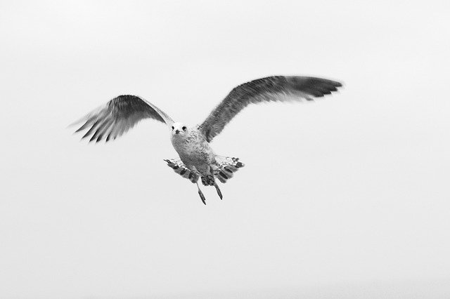 Bird Gull Young download grátis - foto ou imagem grátis para ser editada com o editor de imagens online GIMP