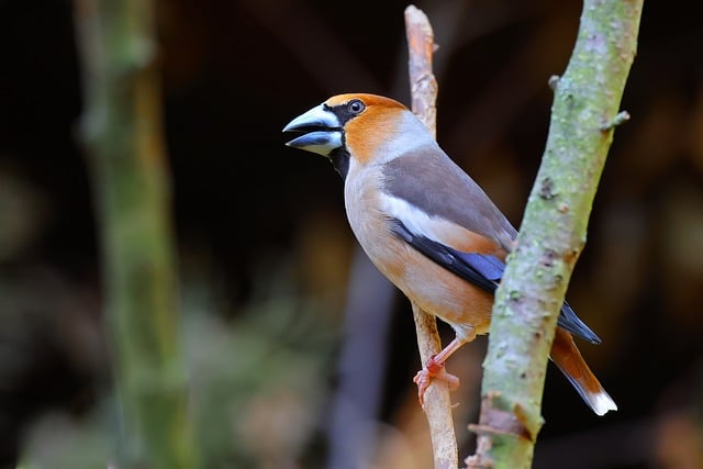 Free download bird hawfinch nature wildlife free picture to be edited with GIMP free online image editor