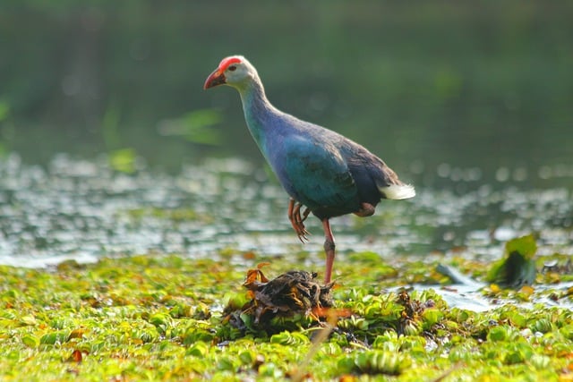 Free download bird hen swamp wildlife plumage free picture to be edited with GIMP free online image editor