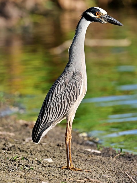 Free download bird heron free picture to be edited with GIMP free online image editor