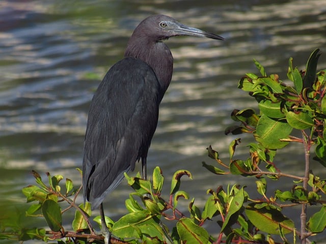Free download bird heron animal plumage feathers free picture to be edited with GIMP free online image editor