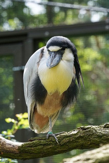 Free download bird heron barge beak beak free picture to be edited with GIMP free online image editor