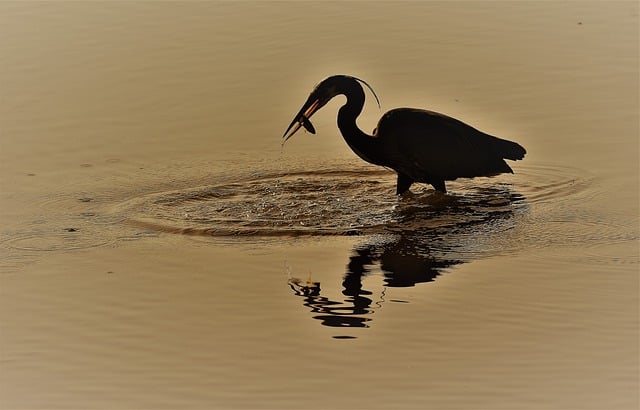 Free download bird heron fish wildlife animal free picture to be edited with GIMP free online image editor
