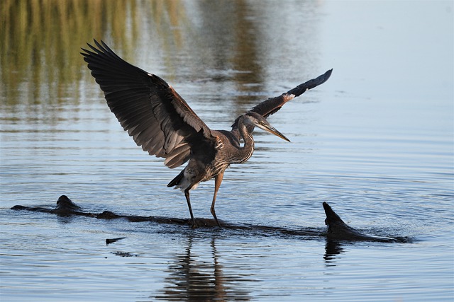 Free download bird heron great blue heron wing free picture to be edited with GIMP free online image editor