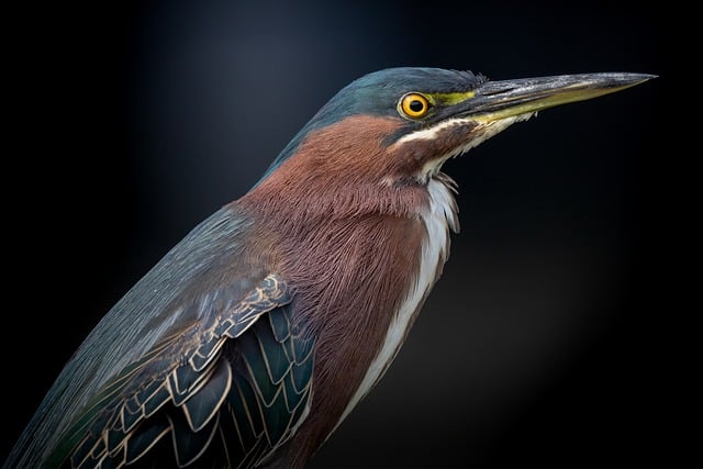 Free download bird heron green heron animal free picture to be edited with GIMP free online image editor