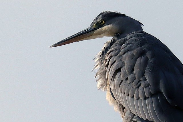 Free picture Bird Heron Grey -  to be edited by GIMP free image editor by OffiDocs