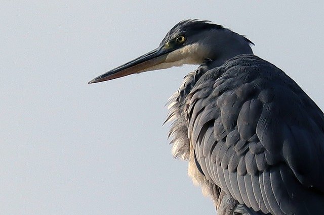 Free download Bird Heron Grey -  free photo or picture to be edited with GIMP online image editor