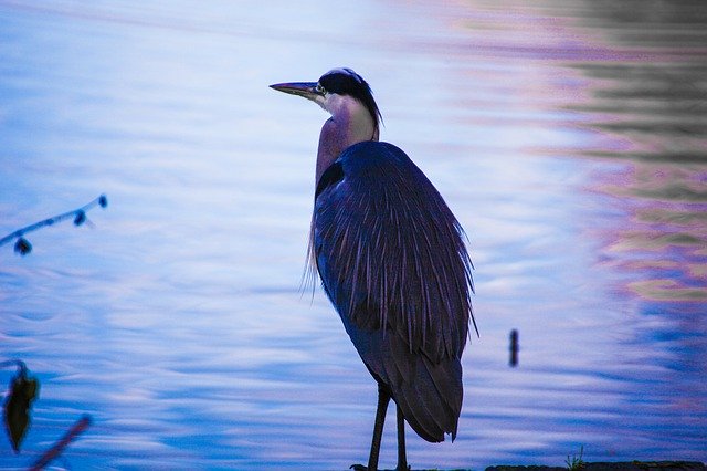 Free download Bird Heron Lakeside -  free free photo or picture to be edited with GIMP online image editor