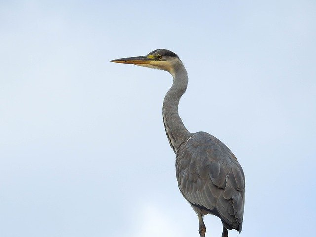 הורדה חינם Bird Heron Nature Animal - תמונה או תמונה בחינם לעריכה עם עורך התמונות המקוון GIMP