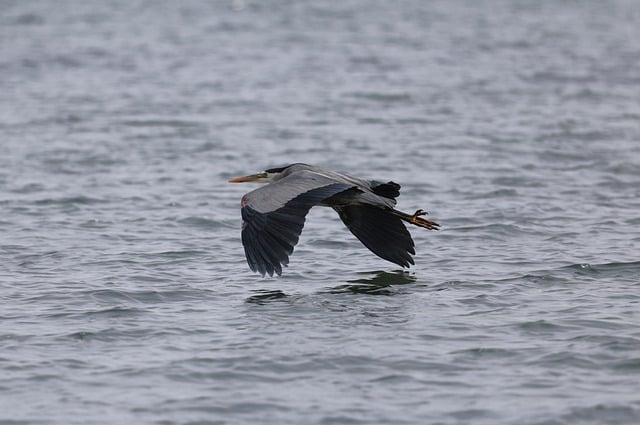 Free download bird heron ocean sea beach free picture to be edited with GIMP free online image editor