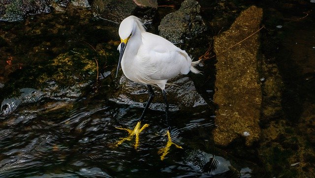 Fotografie șablon Bird Heron River - pentru OffiDocs