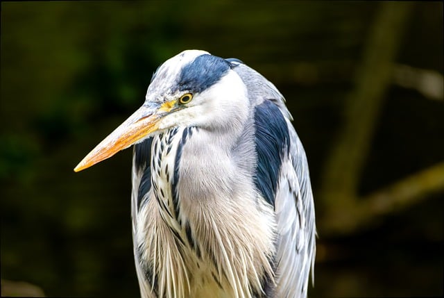 Free download bird heron wader wing beak free picture to be edited with GIMP free online image editor
