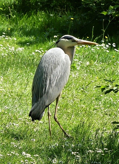 Free download Bird Heron Water -  free photo or picture to be edited with GIMP online image editor