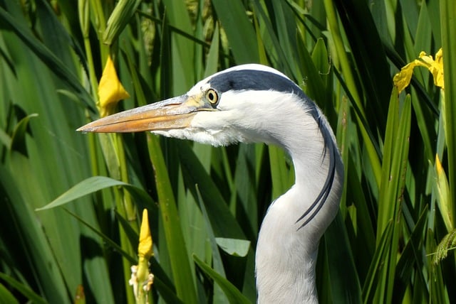 Free download bird heron waterfowl nature free picture to be edited with GIMP free online image editor