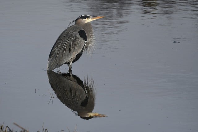 Free download bird heron wildlife birdwatching free picture to be edited with GIMP free online image editor