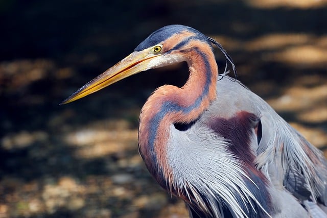 Free download bird heron wildlife nature free picture to be edited with GIMP free online image editor