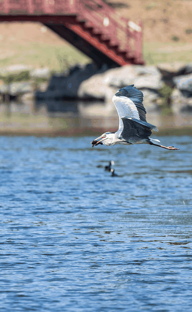 Free download bird heron wings lake fishing fly free picture to be edited with GIMP free online image editor