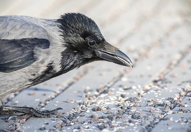 Free download bird hooded crow crow beak branch free picture to be edited with GIMP free online image editor