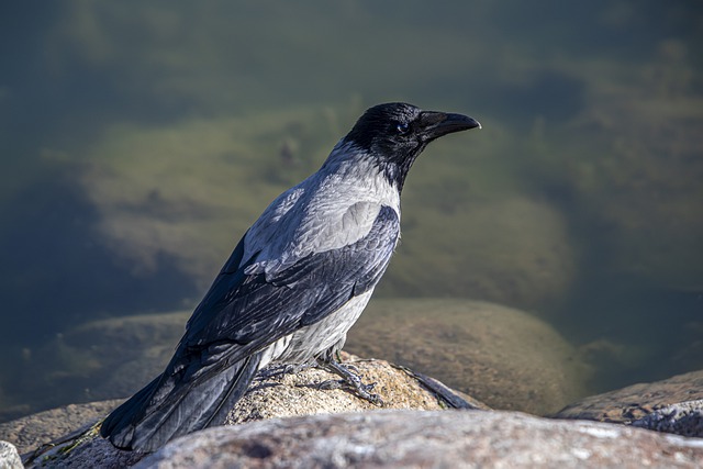 Free download bird hooded crow crow wildlife free picture to be edited with GIMP free online image editor