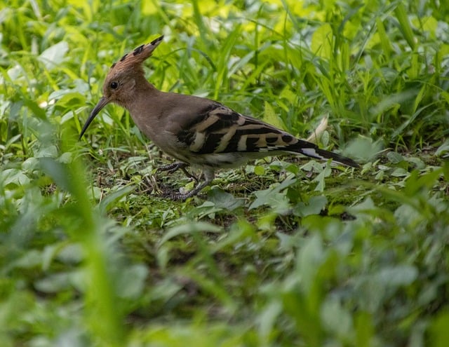 Free download bird hoopoe nature animal feathers free picture to be edited with GIMP free online image editor