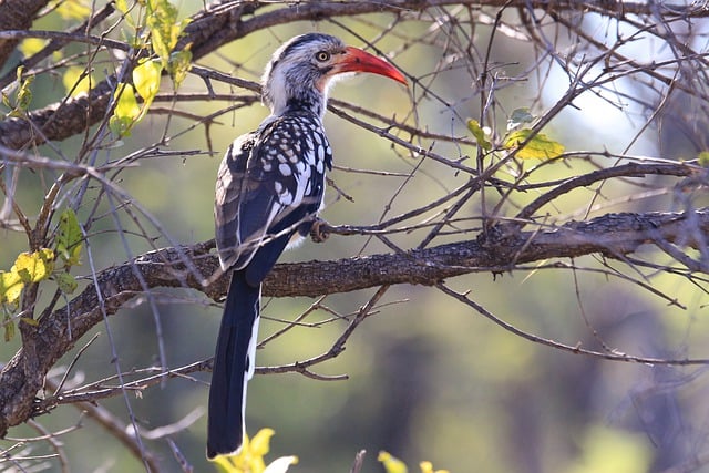 Free download bird hornbill animal wildlife free picture to be edited with GIMP free online image editor