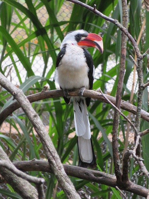 Free download Bird Hornbill Bill -  free photo or picture to be edited with GIMP online image editor