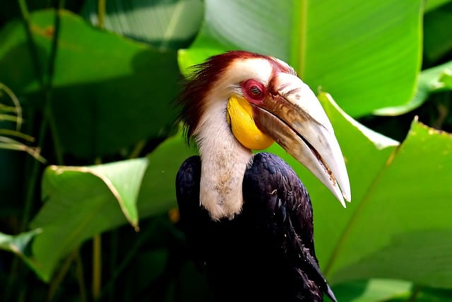 Free download bird hornbill ornithology species free picture to be edited with GIMP free online image editor