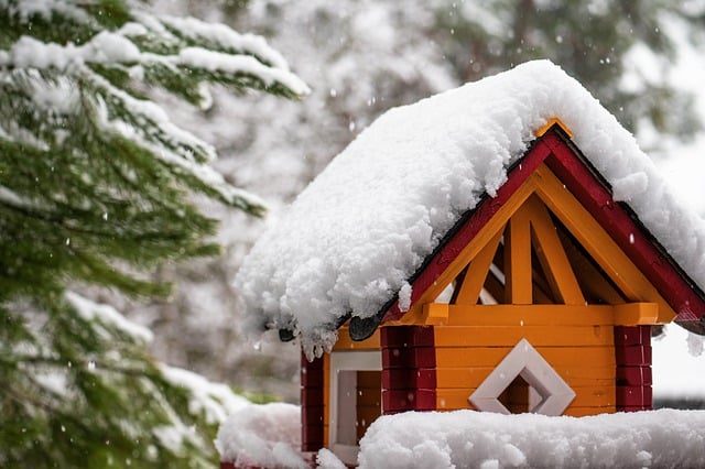 Free download bird house conifer winter free picture to be edited with GIMP free online image editor