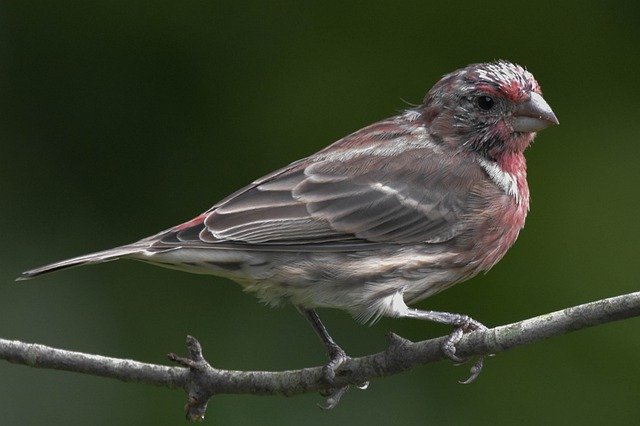 Free download Bird House Finch Full-Profile -  free photo or picture to be edited with GIMP online image editor