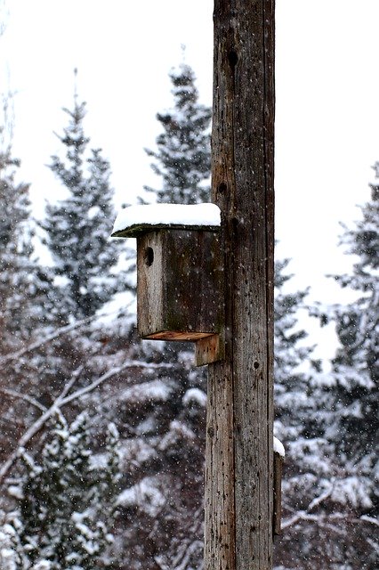 Free download Birdhouse Snow Winter -  free photo or picture to be edited with GIMP online image editor